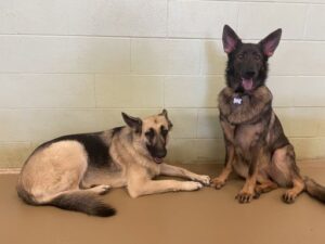 Two german shepards near wall