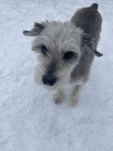 Gray dog in snow