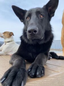 Black German Shepard laying on wood platform