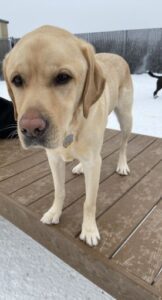 Yellow Lab standing on wood platform