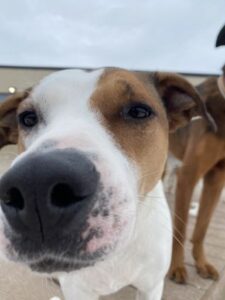Brown and white dog close up at nose