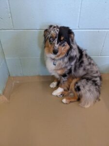 Aussie dog with black markings sitting on floor