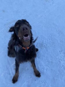 Black dog smiling in snow