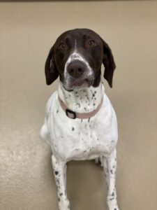 Brown and white dog with sideways smile