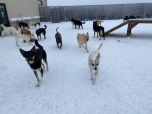 Dogs playing in snow