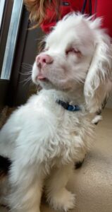 White dog with eyes closed and tongue out