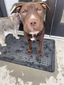 Brown dog standing on door mat