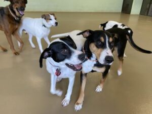 Dogs playing at doggy daycare