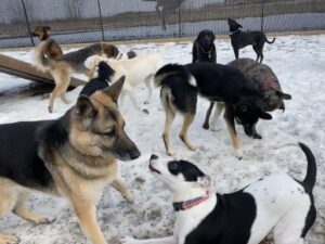 Dogs playing in snow