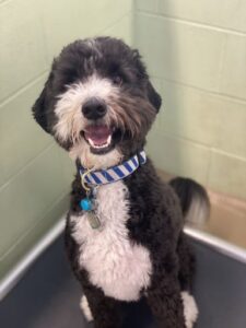 Black and white dog with blue and white collar