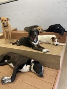 Dogs laying on raised platforms