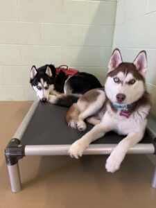 Two huskies laying on cot