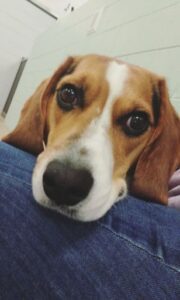 Brown and white dog resting its head on person's leg