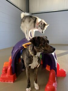 Two dogs playing on plastic caterpillar