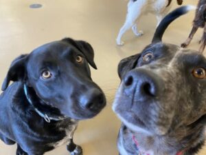 Two black dogs looking at camera