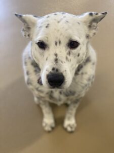 White dog with black spots sitting on floor
