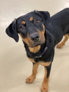 Black and tan doberman puppy