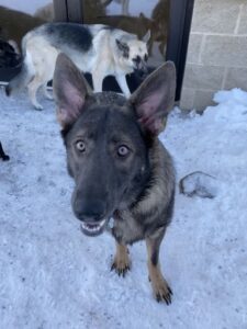 German Shepard in snow smiling