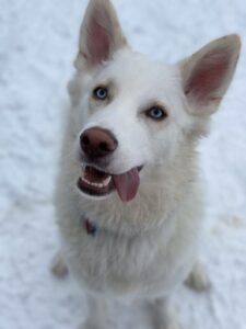 White husky with tongue out