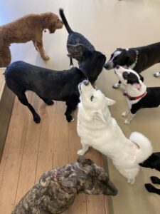 Dogs playing at doggy daycare