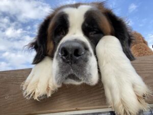 Saint Bernard laying with paws over wood bridge