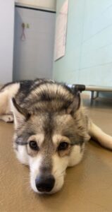 Gray and white husky laying on floor