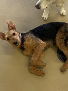 Brown and black dog laying on its side with head up