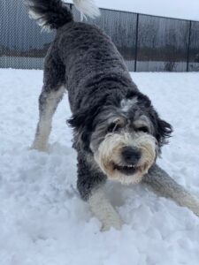 Large gray and white dog playing in snow