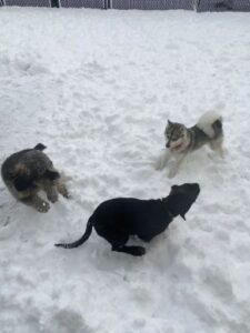 Dogs playing in snow