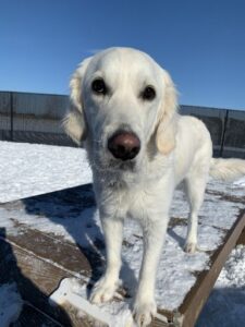 White dog standing on wooden platform in snow