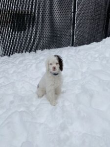 White dog with brown ear sitting in snow