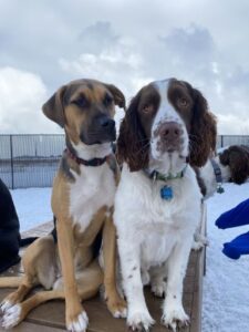 Two dogs sitting on raised platform in snow