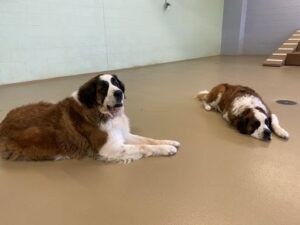 Two Saint Bernards laying on floor