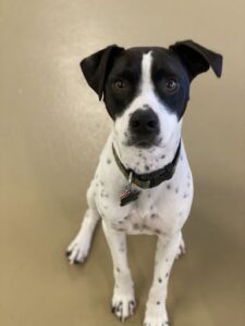 White and black dog sitting with perked ear