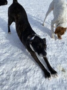 Black dog stretching in snow