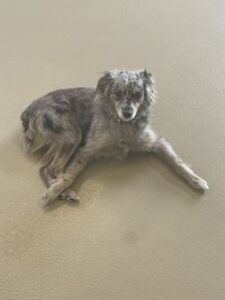 Gray dog laying on floor