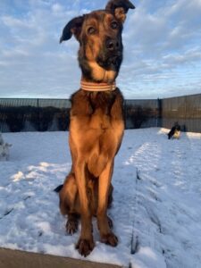 Tall tan dog sitting on snowy ground