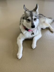 Husky puppy with pink collar