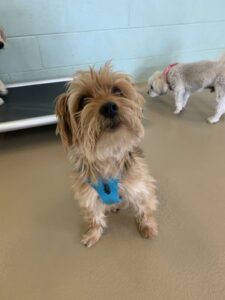 Small brown dog with blue harness