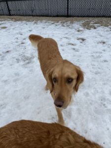 Tan dog walking in snow