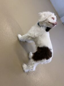 White and brown dog looking up