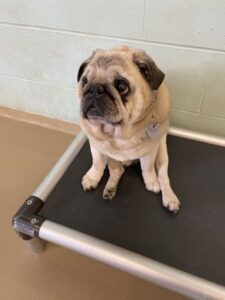 Tan pug sitting on cot