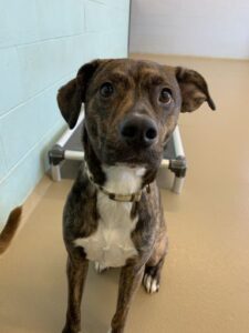 Brindle dog with white tummy