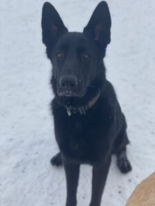 Black German Shepard sitting in snow