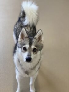 Gray and white husky standing looking at camera
