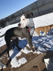 Dark gray and white pit standing on wooden platform