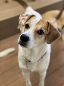 Brown and white dog standing on wood platform