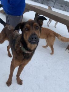 Brown dog standing in snow