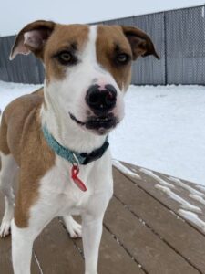 Brown and white dog in snow