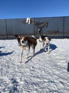 Dogs playing in snow